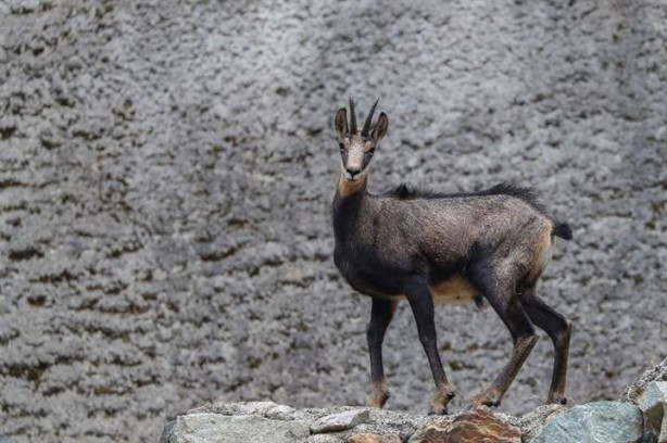 Foto - 76 yıl sonra görüntülenmişti, şimdi sayıları 60’a ulaştı
