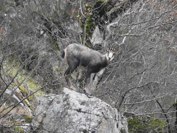 Foto - 76 yıl sonra görüntülenmişti, şimdi sayıları 60’a ulaştı