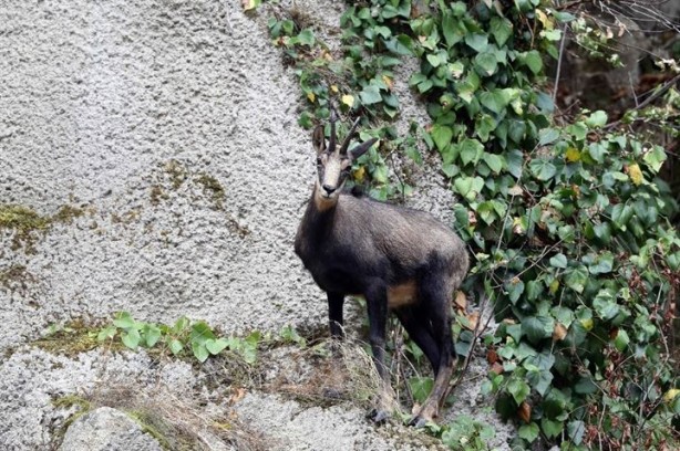 Foto - 76 yıl sonra görüntülenmişti, şimdi sayıları 60’a ulaştı