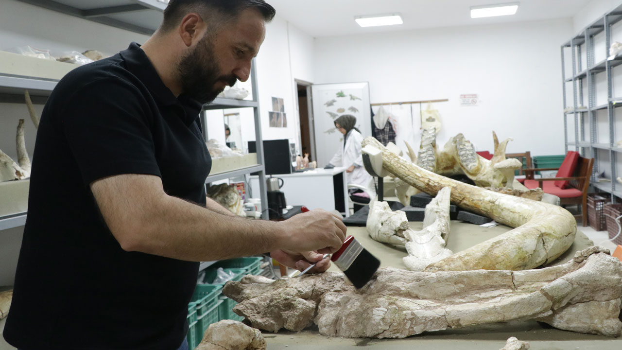 Foto - 7,7 milyon yıllık sır perdesi aralandı! Kayseri'de 3 fil kafatası bulundu