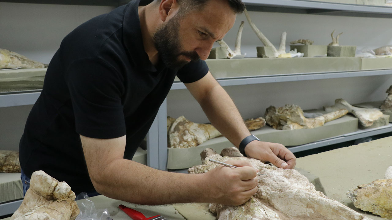 Foto - 7,7 milyon yıllık sır perdesi aralandı! Kayseri'de 3 fil kafatası bulundu