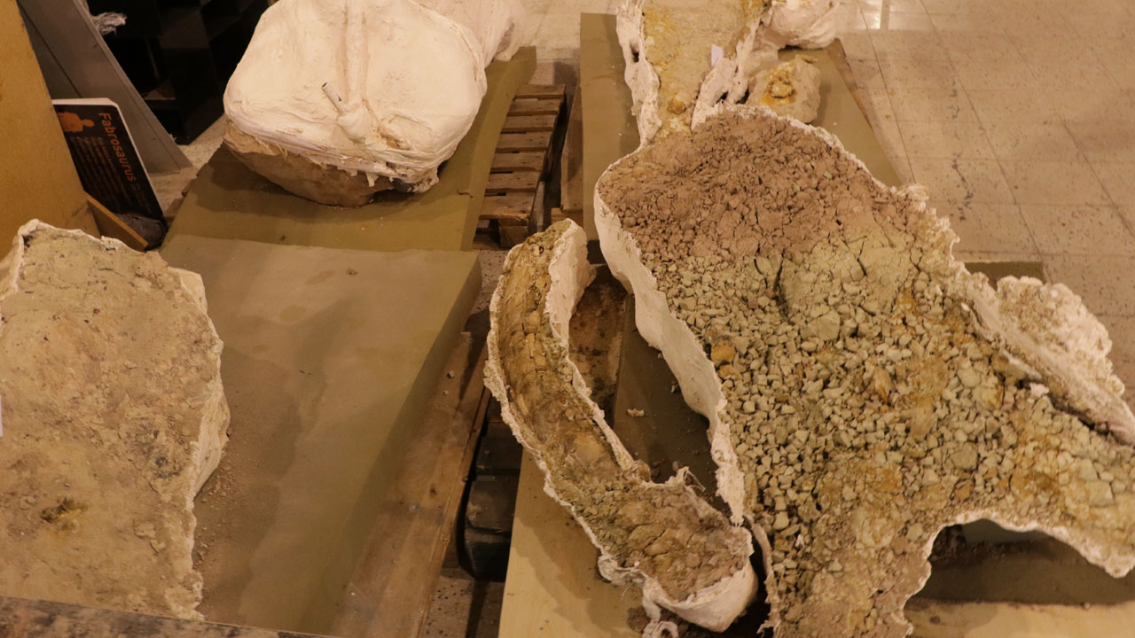 Foto - 7,7 milyon yıllık sır perdesi aralandı! Kayseri'de 3 fil kafatası bulundu