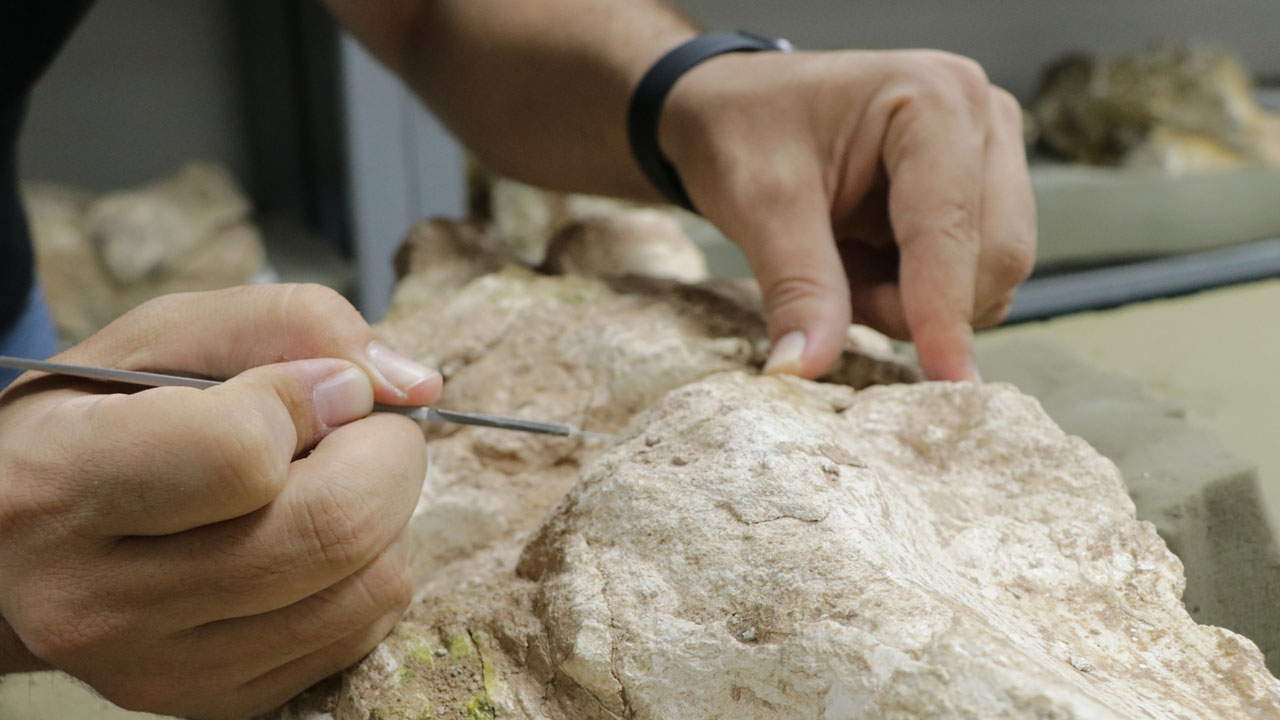 Foto - 7,7 milyon yıllık sır perdesi aralandı! Kayseri'de 3 fil kafatası bulundu