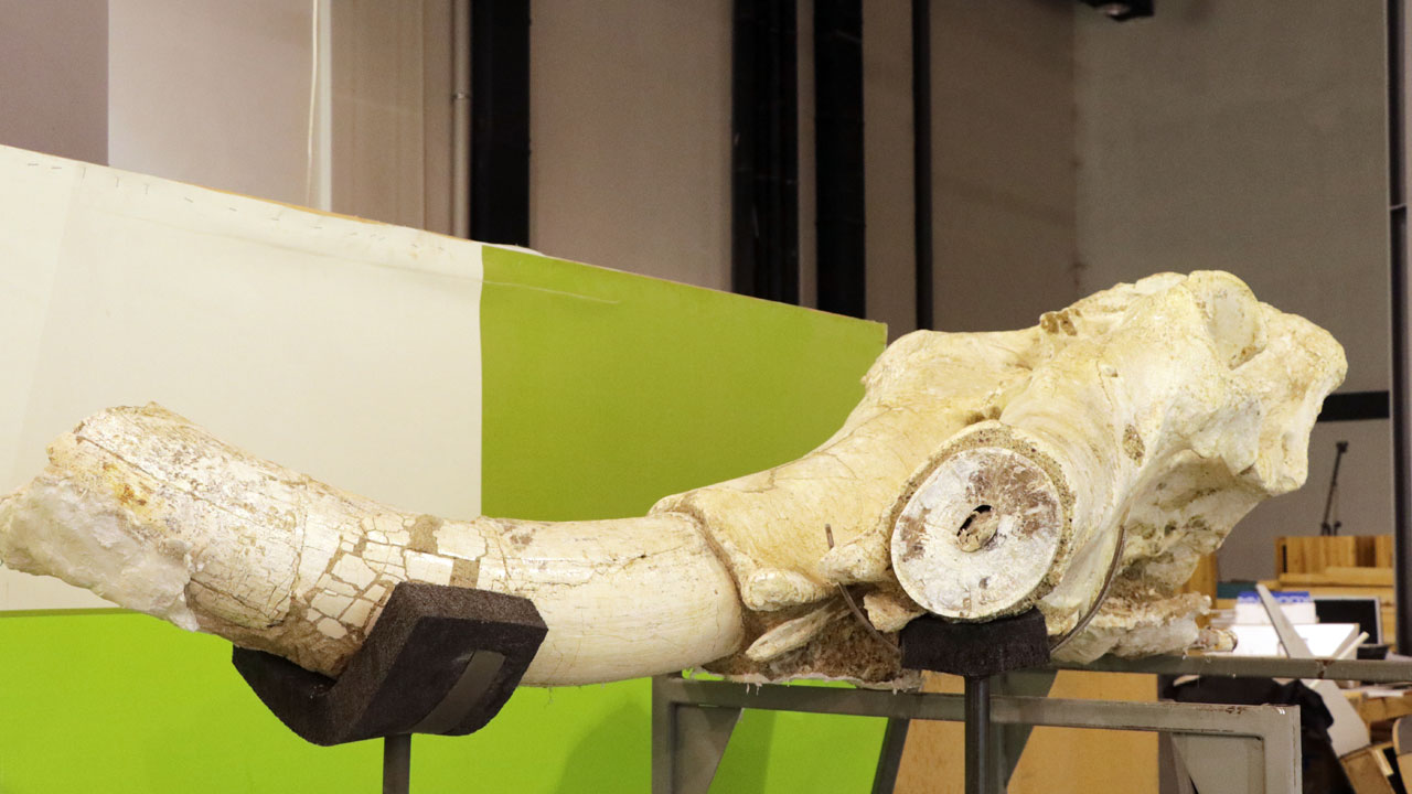 Foto - 7,7 milyon yıllık sır perdesi aralandı! Kayseri'de 3 fil kafatası bulundu