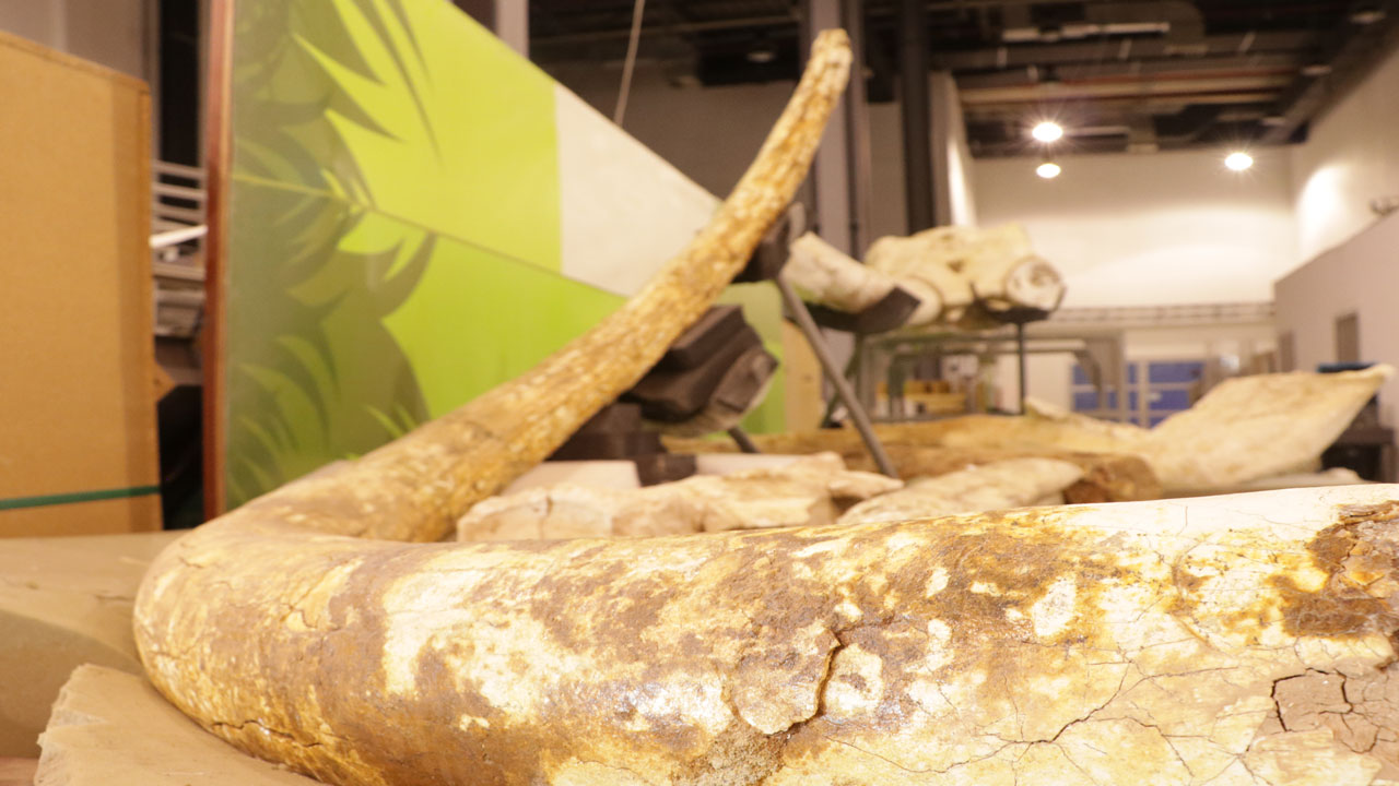 Foto - 7,7 milyon yıllık sır perdesi aralandı! Kayseri'de 3 fil kafatası bulundu