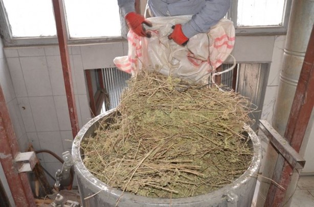 Foto - 8 kilodan sadece 100 gram elde ediliyor