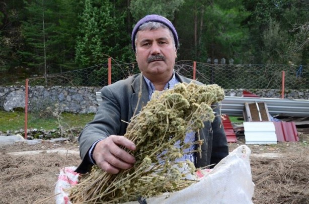 Foto - 8 kilodan sadece 100 gram elde ediliyor