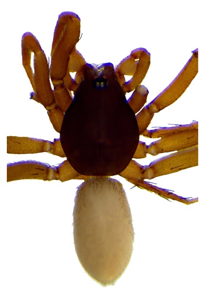 Foto - 8 yeni örümcek türü keşfedildi