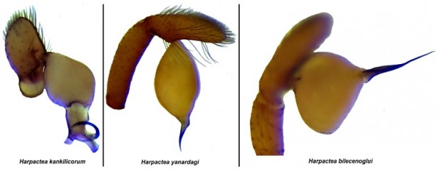 Foto - 8 yeni örümcek türü keşfedildi