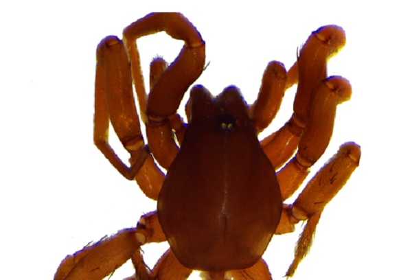 8 yeni örümcek türü keşfedildi