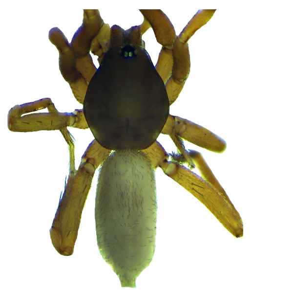 Foto - 8 yeni örümcek türü keşfedildi