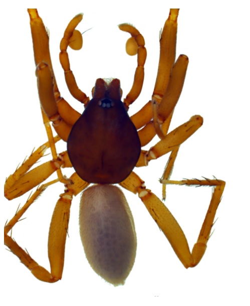 Foto - 8 yeni örümcek türü keşfedildi