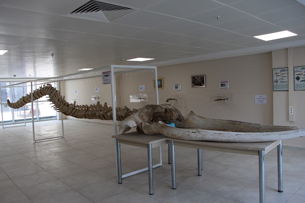 Foto - 8 yıl önce kıyıya vurmuştu! İşte son hali