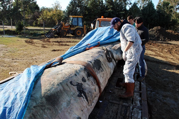 Foto - 8 yıl önce kıyıya vurmuştu! İşte son hali