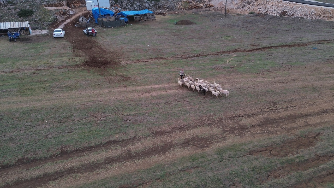 Foto - 8 yıl önce sadece 31 koyunu vardı! Bu yöntemle ev ve araba aldı