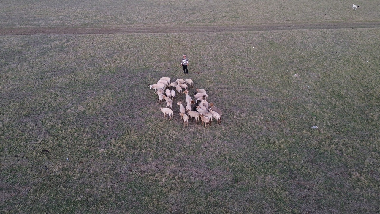 Foto - 8 yıl önce sadece 31 koyunu vardı! Bu yöntemle ev ve araba aldı