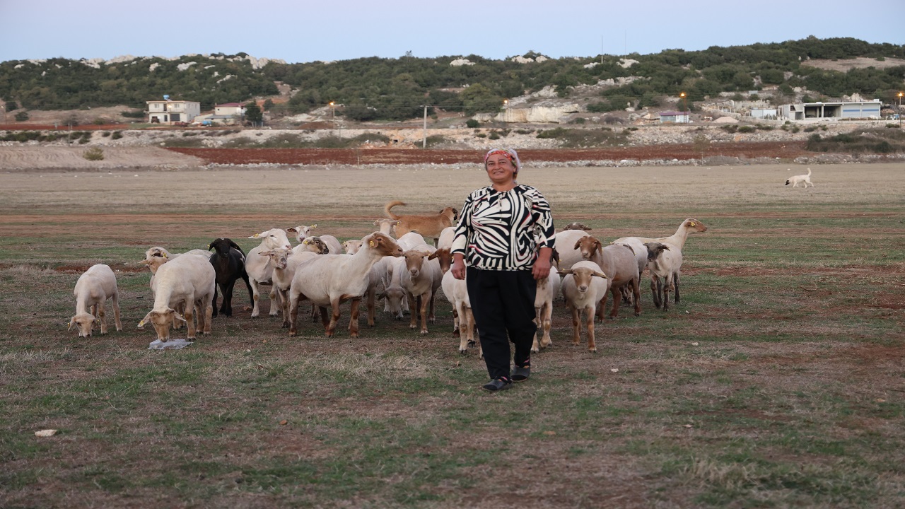 8 yıl önce sadece 31 koyunu vardı! Bu yöntemle ev ve araba aldı