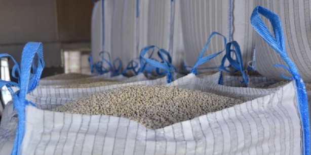 Foto - 80 bin dekarda yetişti, Türkiye birincisi oldu! Tüm dünya bu ürünün peşinde: Herkes almak için sıraya girdi