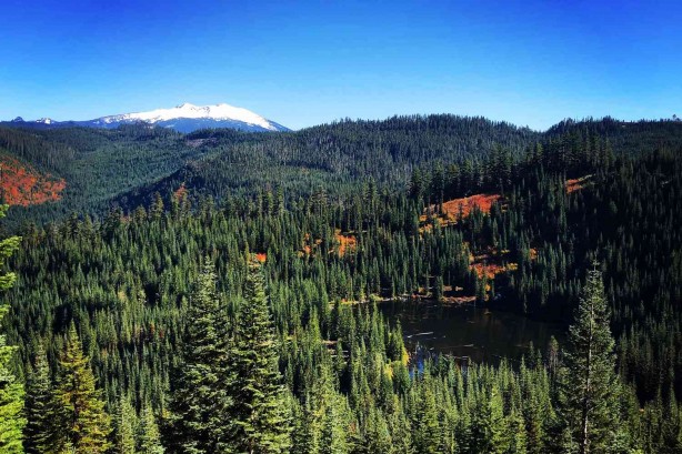 80 bin hektarlık ormanlık alan Çinlilere satıldı! Gizlice el altından aldılar