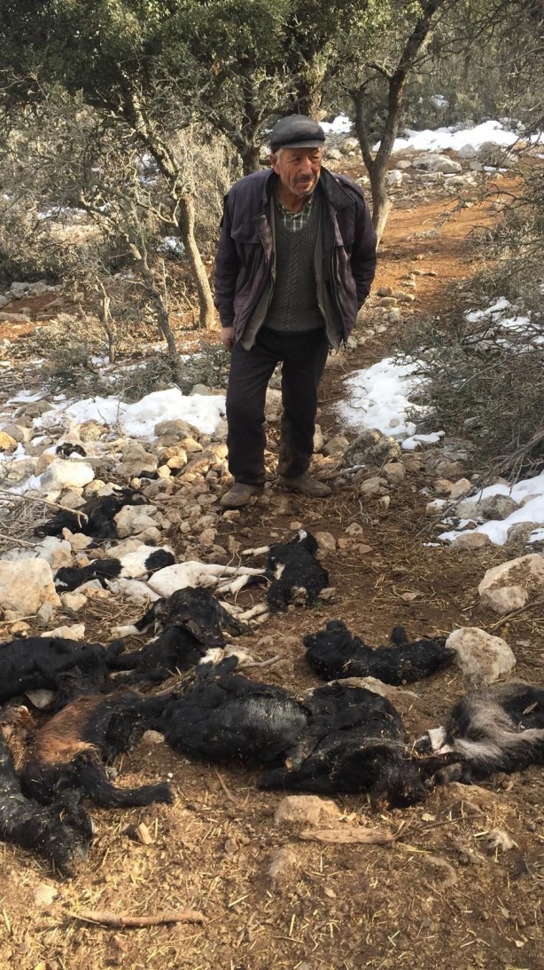 Foto - 80 küçükbaş hayvan telef oldu