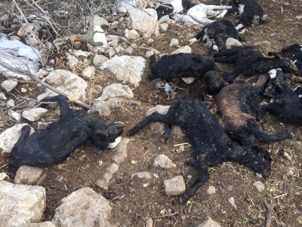 Foto - 80 küçükbaş hayvan telef oldu