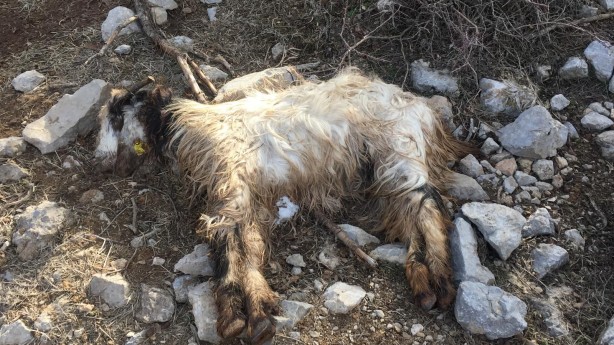 Foto - 80 küçükbaş hayvan telef oldu