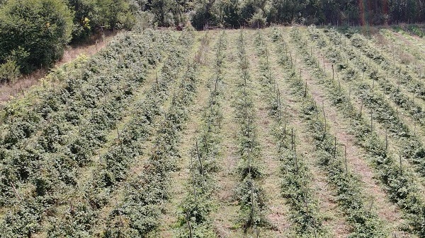 Foto - 80 ton ürün bekliyorlar! Denemek için ekti siparişlere yetişemez oldu