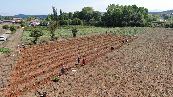 Foto - 80 ton ürün bekliyorlar! Denemek için ekti siparişlere yetişemez oldu
