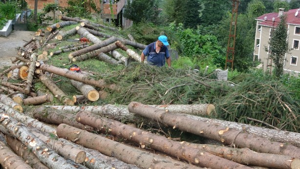 Foto - 800 yıllık camiyi kurtarmak için çevresindeki ağaçları kestiler