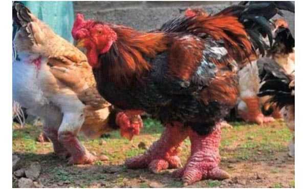 Foto - 802 ejderha yumurtası ele geçirildi!