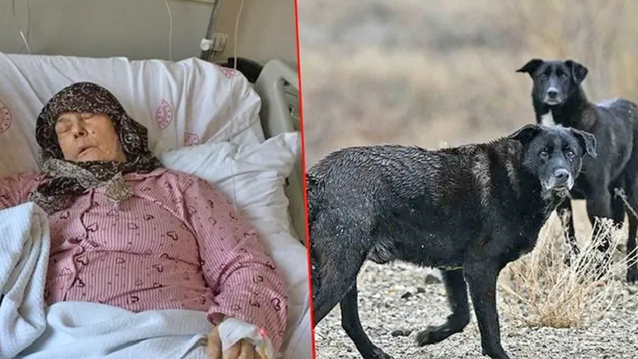 Foto - 81 ilde, 39 mülkiye başmüfettişi sahaya indi... Kusuru olan şimdi yandı... Sokak hayvanlarının tamamı toplanacak