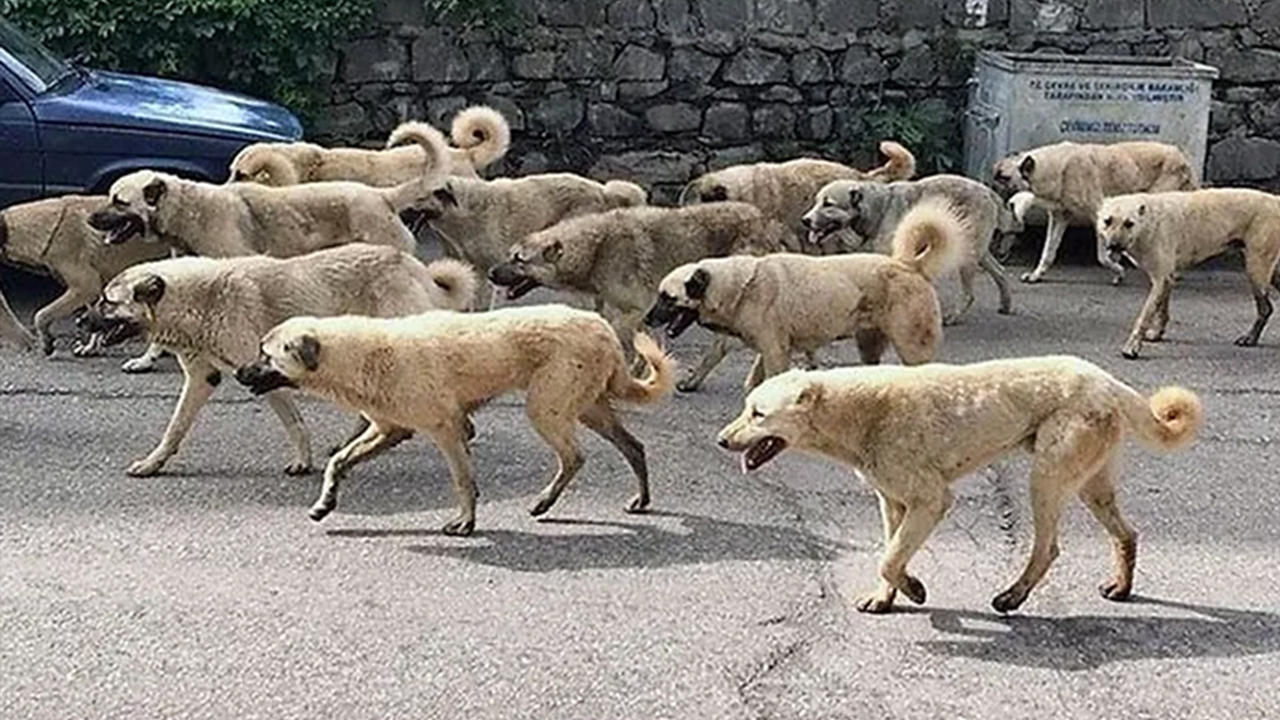 Foto - 81 ilde, 39 mülkiye başmüfettişi sahaya indi... Kusuru olan şimdi yandı... Sokak hayvanlarının tamamı toplanacak