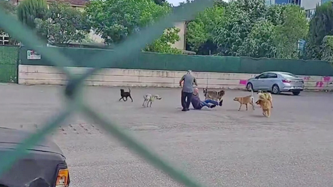 Foto - 81 ilde, 39 mülkiye başmüfettişi sahaya indi... Kusuru olan şimdi yandı... Sokak hayvanlarının tamamı toplanacak