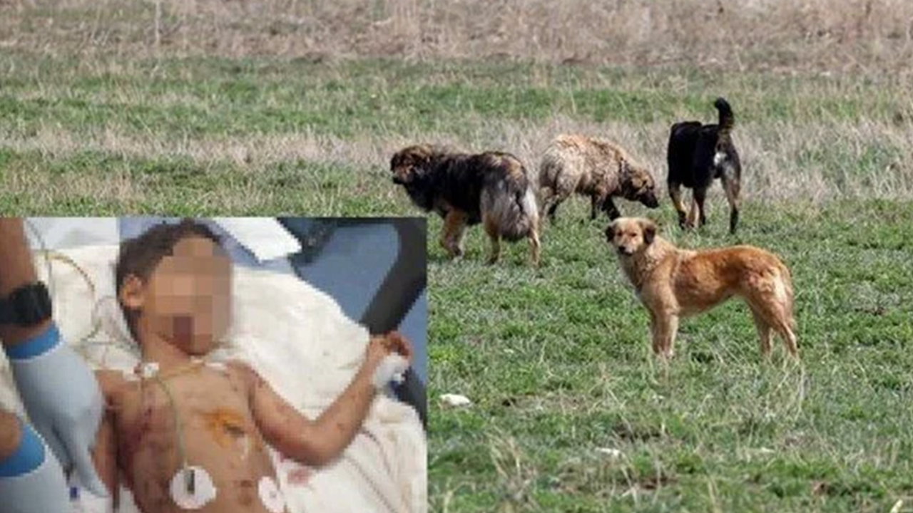 Foto - 81 ilde, 39 mülkiye başmüfettişi sahaya indi... Kusuru olan şimdi yandı... Sokak hayvanlarının tamamı toplanacak