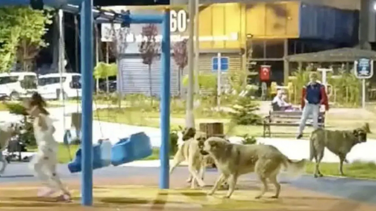 Foto - 81 ilde, 39 mülkiye başmüfettişi sahaya indi... Kusuru olan şimdi yandı... Sokak hayvanlarının tamamı toplanacak