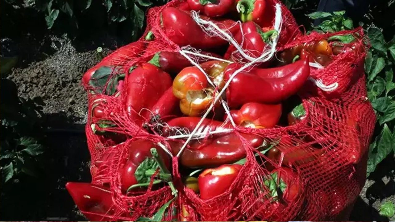 81 ile kilo kilo satılıyor! Kimsenin aklına gelmeyeni yaptı: Devam edeceğini diyen kadın siparişlere yetişmekte zorlanıyor