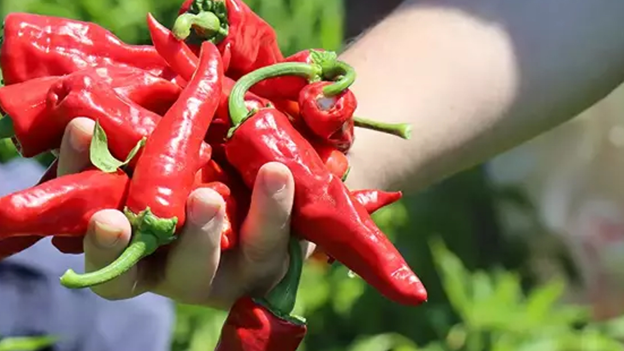 Foto - 81 ile kilo kilo satılıyor! Kimsenin aklına gelmeyeni yaptı: Devam edeceğini diyen kadın siparişlere yetişmekte zorlanıyor