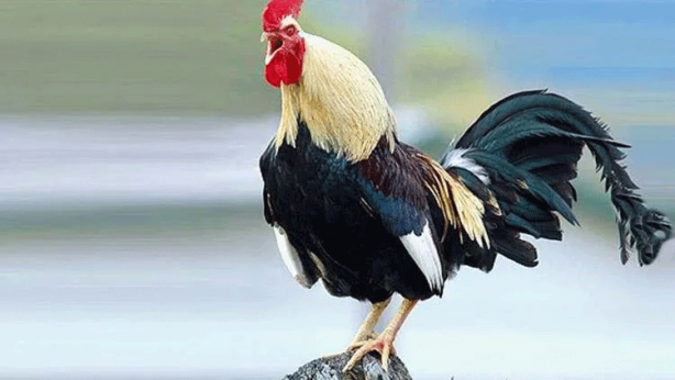 Foto - 81 ilimiz neyi ile meşhur? Bakın sizin iliniz dünyada nasıl tanınıyor...