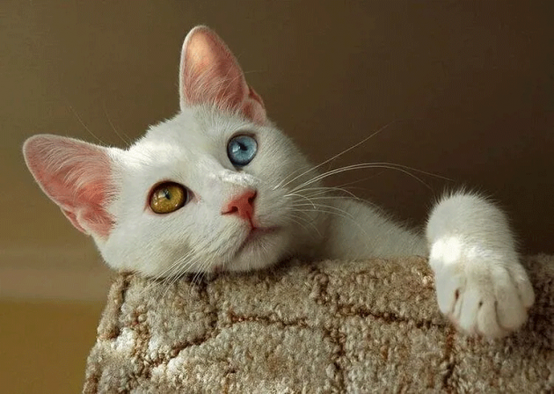 Foto - 81 ilimiz neyi ile meşhur? Bakın sizin iliniz dünyada nasıl tanınıyor...