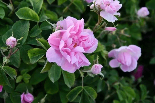 Foto - 81 ilimiz neyi ile meşhur? Bakın sizin iliniz dünyada nasıl tanınıyor...