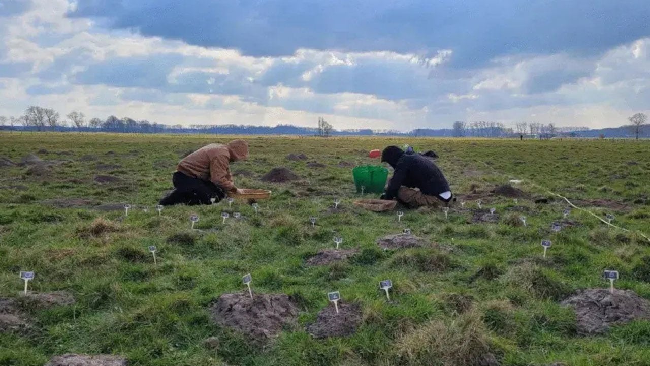 814 tümsek arkeologları kayıp yapıya götürdü! Köstebekler 800 yıllık sırrın izini ortaya çıkardı