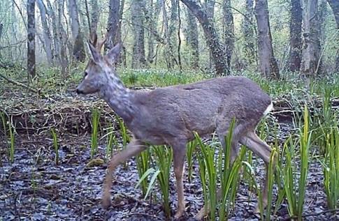 87 kızıl geyik ve 354 bin 754 adet sülün üretilerek doğaya salındı