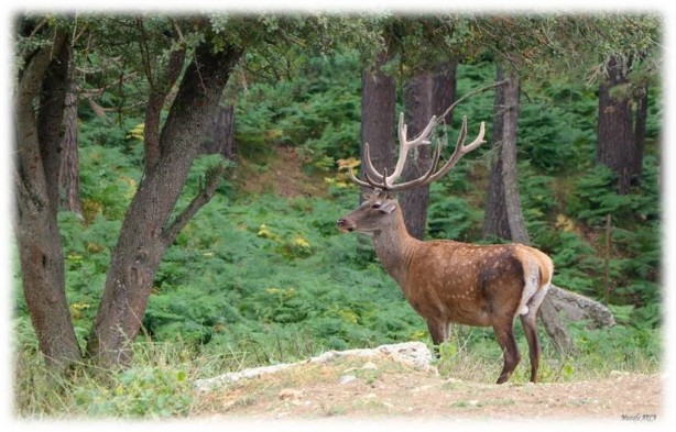 Foto - 87 kızıl geyik ve 354 bin 754 adet sülün üretilerek doğaya salındı