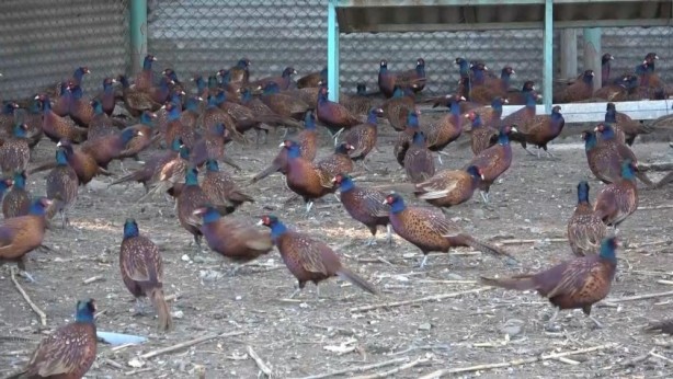 Foto - 87 kızıl geyik ve 354 bin 754 adet sülün üretilerek doğaya salındı