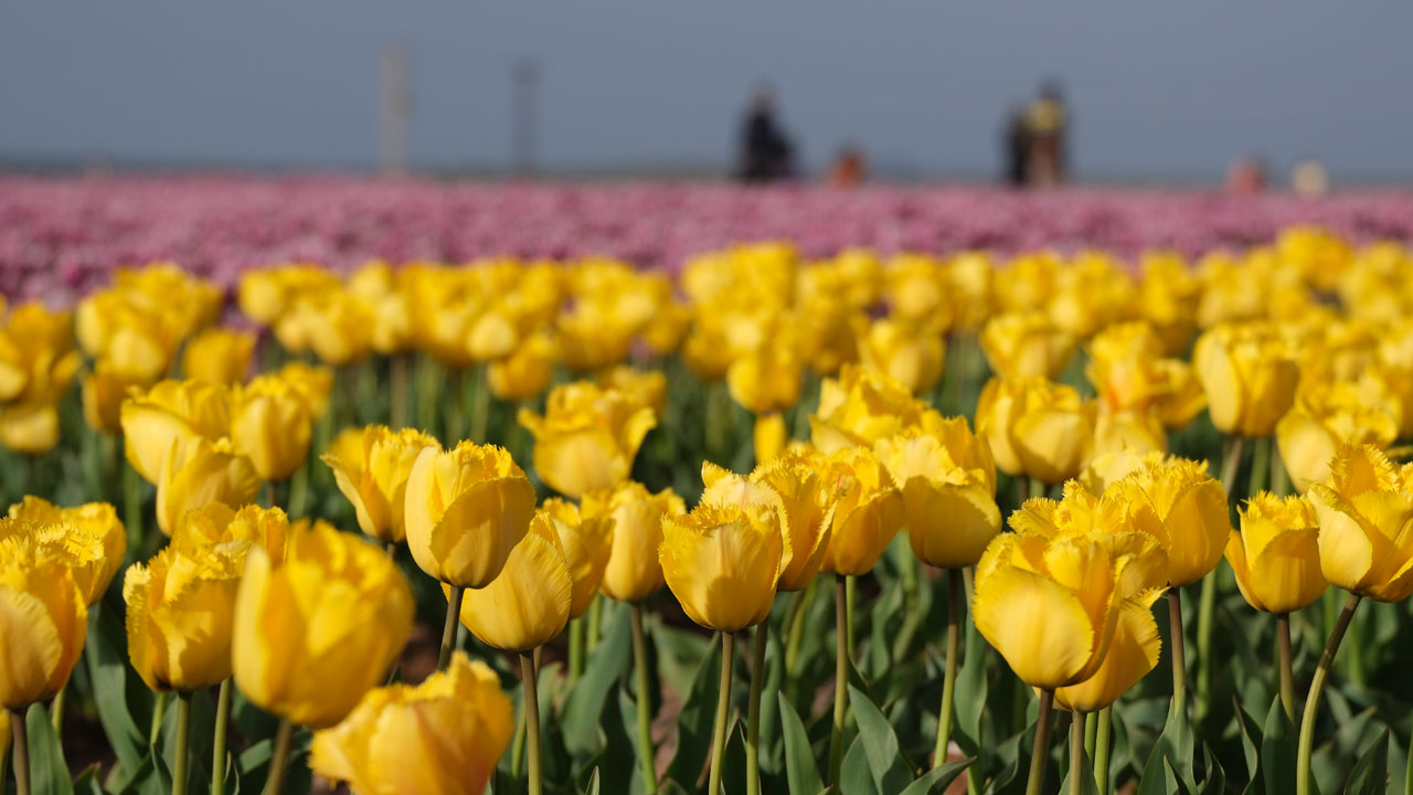 9 günde 400 bin kişi gezdi! Türkiye’nin en büyük lale tarlasına ziyaretçi akını