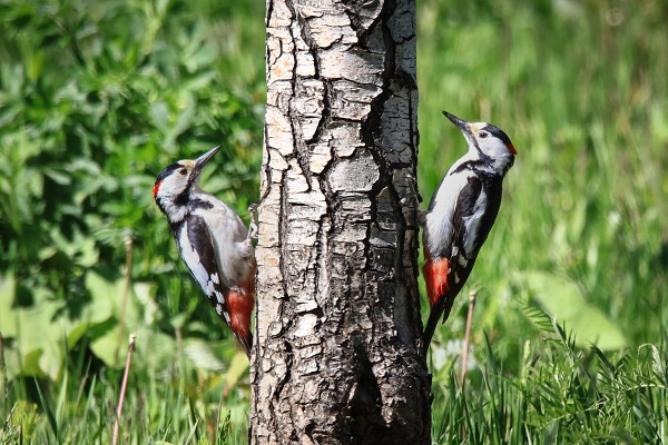 Foto - 9 Mayıs Dünya Göçmen Kuşlar Günü