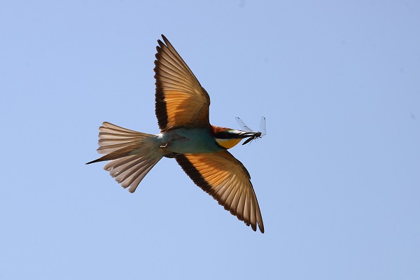 Foto - 9 Mayıs Dünya Göçmen Kuşlar Günü