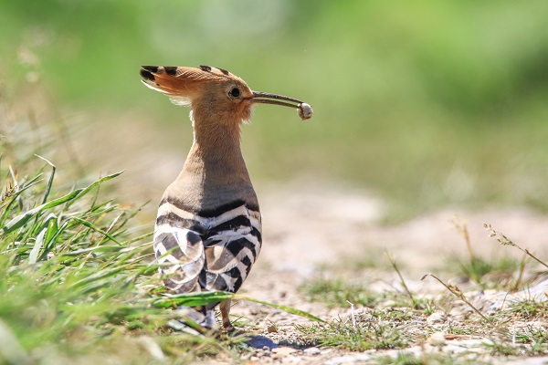 Foto - 9 Mayıs Dünya Göçmen Kuşlar Günü