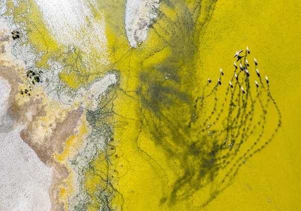 Foto - 9 Mayıs Dünya Göçmen Kuşlar Günü