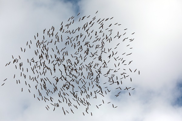 Foto - 9 Mayıs Dünya Göçmen Kuşlar Günü